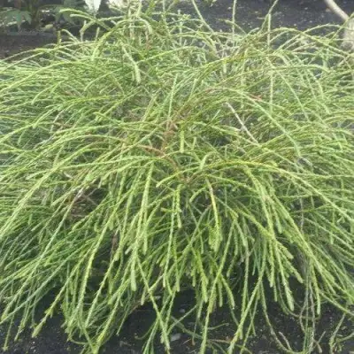 Туя ФИЛИФОРМИС   в Могилёве