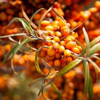 Облепиха ФИНСКАЯ в Могилёве