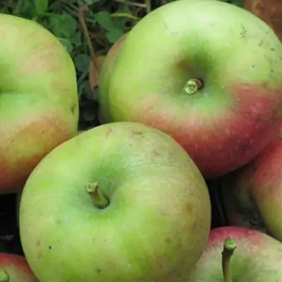 Яблоня ПАМЯТЬ СИКОРЫ в Могилёве