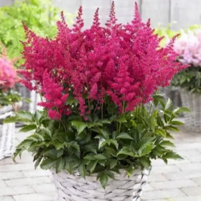 Астильба ЛАКИ ДЕЙ Арендса в Могилёве