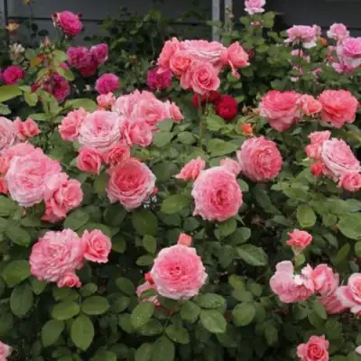 Роза ИНСТИТУТ ЛЮМЬЕР шраб в Могилёве