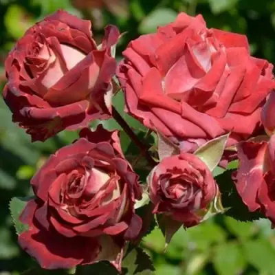 Роза ТИРАМИСУ спрей в Могилёве