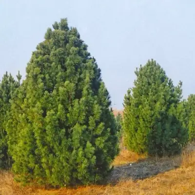 Сосна черная ПИРАМИДАЛИС в Могилёве