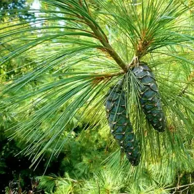 Сосна гриффита в Могилёве