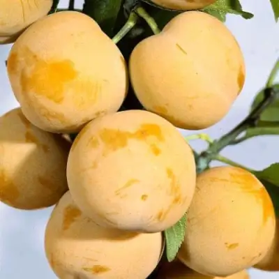 Слива РЕНКЛОД ранний в Могилёве