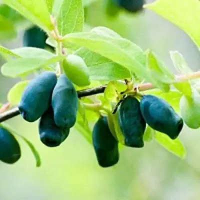 Жимолость съедобная АМФОРА в Могилёве