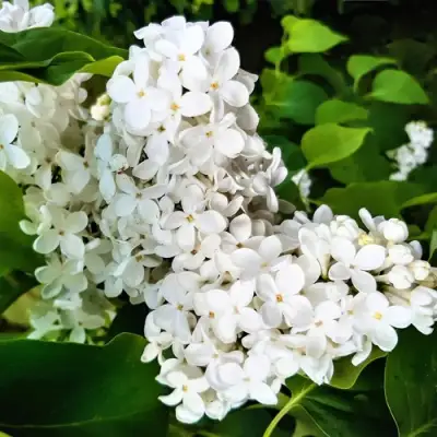 Сирень МАЛЕНЬКИЙ ПРИНЦ в Могилёве