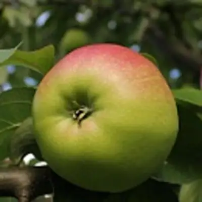 Яблоня СОКОЛОВСКОЕ стелющаяся в Могилёве