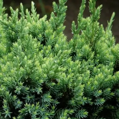 Можжевельник ХОЛГЕР чешуйчатый в Могилёве