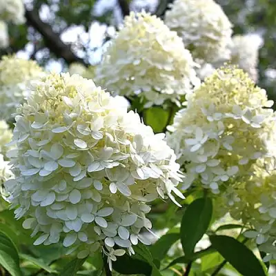 Гортензия БОМБШЕЛ метельчатая в Могилёве