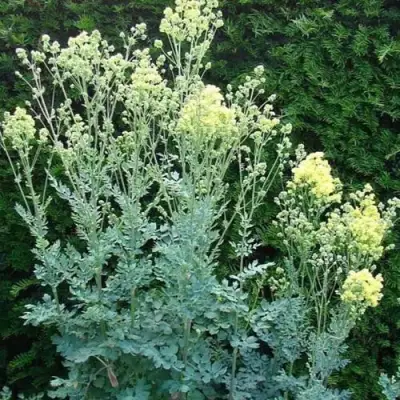 Василистник ГЛАУКУМ желтый в Могилёве