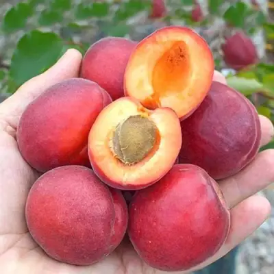 Абрикос РУБИСТА в Могилёве