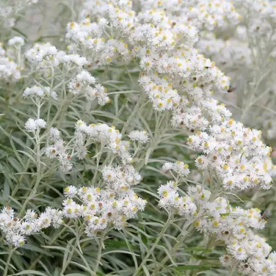 Анафалис ЖЕМЧУЖНЫЙ в Могилёве