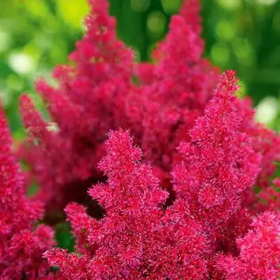 Астильба КОБЛЕНЦ японская в Могилёве