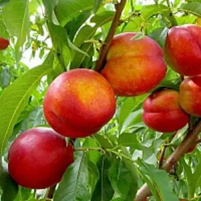 Нектарин ХАРБЛЕЙЗ в Могилёве