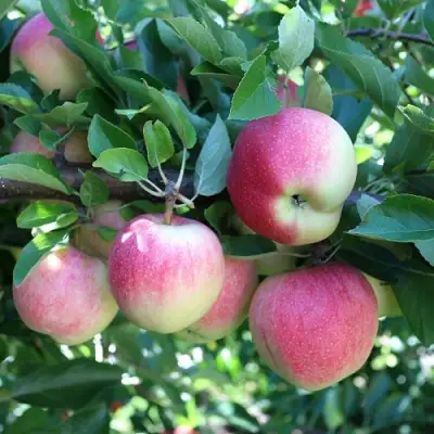 Яблоня ГРУШОВКА МОСКОВСКАЯ в Могилёве