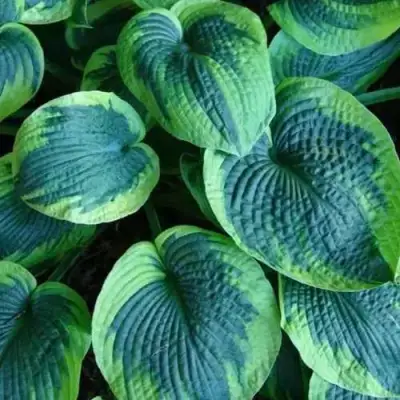 Хоста ТОКУДАМА ФЛАВОЦИРЦИНАЛИС гибридная в Могилёве