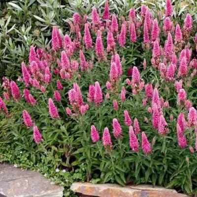 Вероника РОЗЕА колосковая в Могилёве