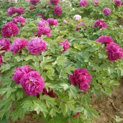 Пион КИТАЙСКИЙ ШЕЛК травянистый в Могилёве