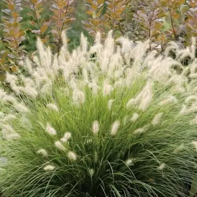 Пеннисетум ХАМЕЛН в Могилёве