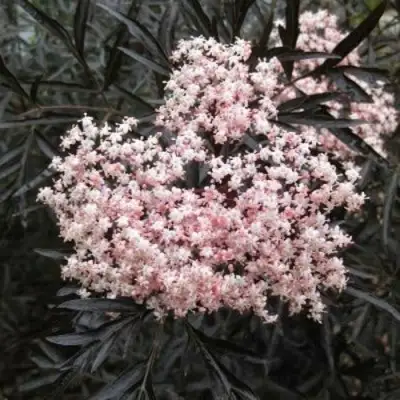 Бузина черная БЛЭК ЛЕЙС ЕВА в Могилёве