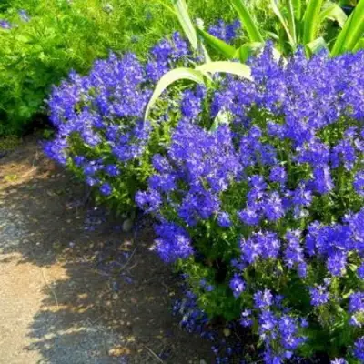 Вероника РОЯЛ БЛЮ большая в Могилёве