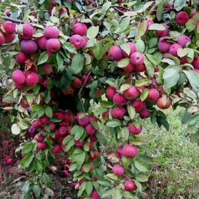 Яблоня ФЛОРИНА в Могилёве