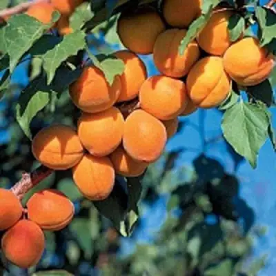 Абрикос ХАРКОТ в Могилёве