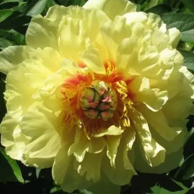 Пион ЗОЛОТАЯ КОРОНА древовидный в Могилёве