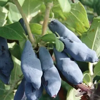 Жимолость съедобная НИМФА (ГАММА) в Могилёве