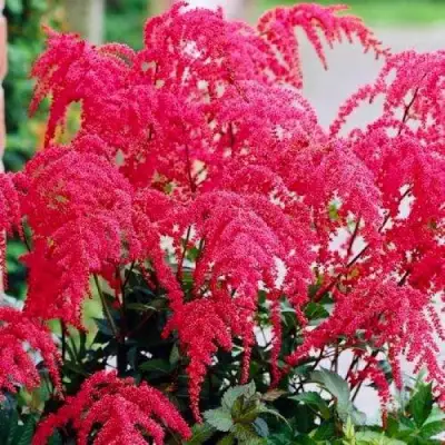 Астильба РЕД ЧАРМ Арендса в Могилёве