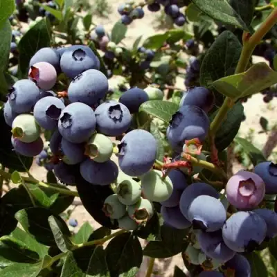 Голубика ЭЛИЗАБЕТ в Могилёве