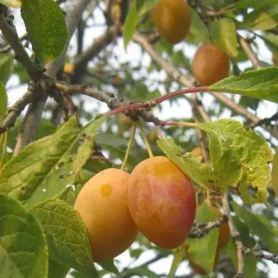 Слива НАТАША в Могилёве