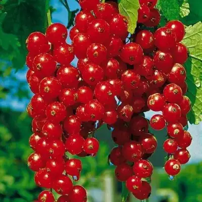 Смородина красная РОВАДА в Могилёве