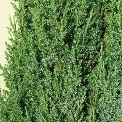 Можжевельник ХИБЕРНИКА обыкновенный  в Могилёве