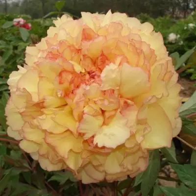 Пион ЗОЛОТАЯ РОССЫПЬ древовидный в Могилёве