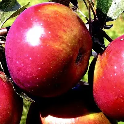 Яблоня ВЕСЯЛИНА в Могилёве