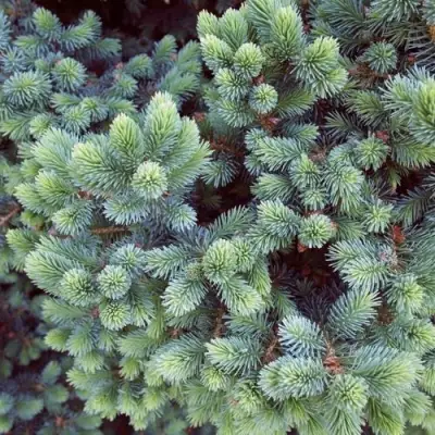 Ель ЭХИНИФОРМИС сизая в Могилёве