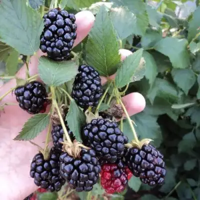 Ежевика ОУАЧИТА бесшипная  в Могилёве