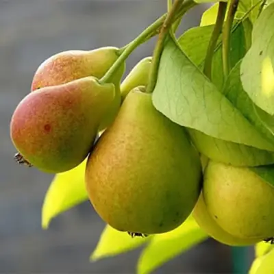 Груша СЕВЕРЯНКА в Могилёве