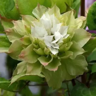 Клематис СЕН-НО-КЕЙЗ в Могилёве