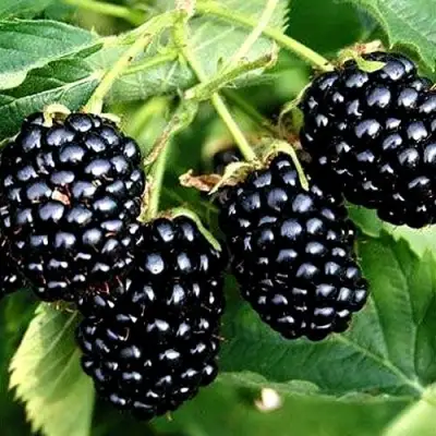 Ежевика ПРАЙМ АРК ТРЕВЕЛЕР ремонтантная  в Могилёве