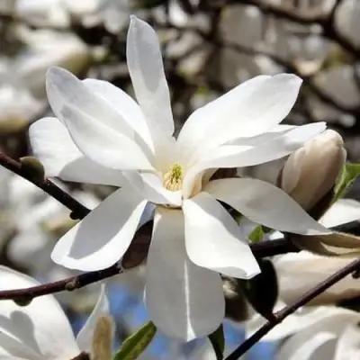 Магнолия ЛЕБНЕРА МЕРРИЛЛ в Могилёве