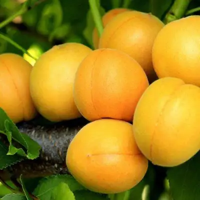 Абрикос ЦАРСКИЙ в Могилёве