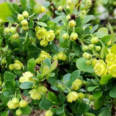 Барбарис КОБОЛЬД тунберга в Могилёве