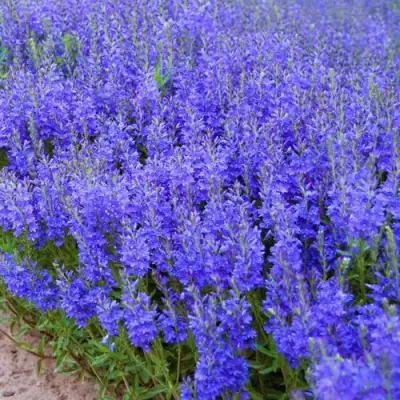 Вероника австрийская в Могилёве