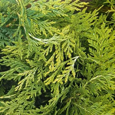 Кипарисовик САНКИСТ лавсона в Могилёве