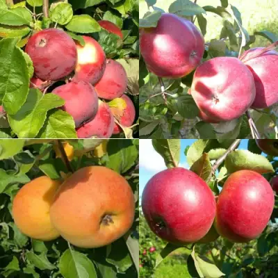 Комплект ЯБЛОНЕВЫЙ КВАРТЕТ в Могилёве