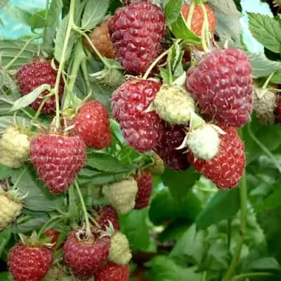 Малина ЖАР-ПТИЦА в Могилёве