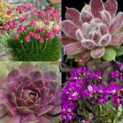 Комплект МИНИ САД в Могилёве